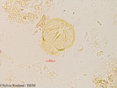 Sorbus torminalis - lame n° 4245