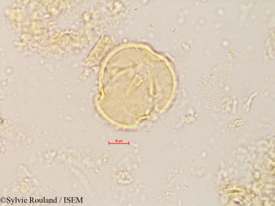 Sorbus torminalis - lame n° 4245