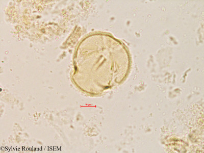 Sorbus torminalis - lame n° 4245