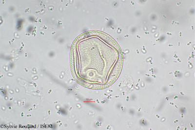 Sylvie.Rouland/Sorghum_dochna_5512/Sorghum_dochna_5512_0001(copy)_thumb.jpg