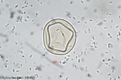 Sorghum dochna - lame n° 5512