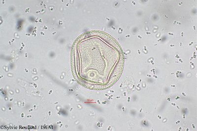 Sorghum dochna - lame n° 5512