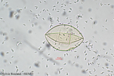Sorghum dochna - lame n° 5512