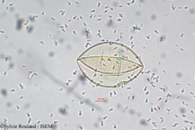 Sorghum dochna - lame n° 5512