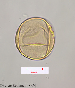 Sylvie.Rouland/Sorghum_verticilliflorum_1330/Sorghum_verticilliflorum_1330_0001(copy)_thumb.jpg