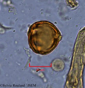 Sylvie.Rouland/Sorindeia_lastoursvillensis_2162/Sorindeia_lastoursvillensis_2162_0001(copy)_thumb.jpg
