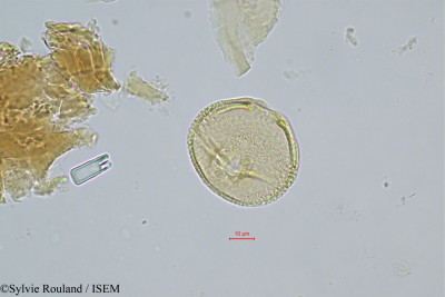 Sylvie.Rouland/Sorindeia_madagascariensis_496/Sorindeia_madagascariensis_496_0001(copy)_thumb.jpg
