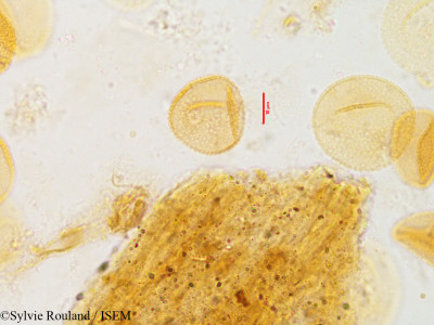 Sylvie.Rouland/Sparganium_neglectum_3599/Sparganium_neglectum_3599_0001(copy)_thumb.jpg