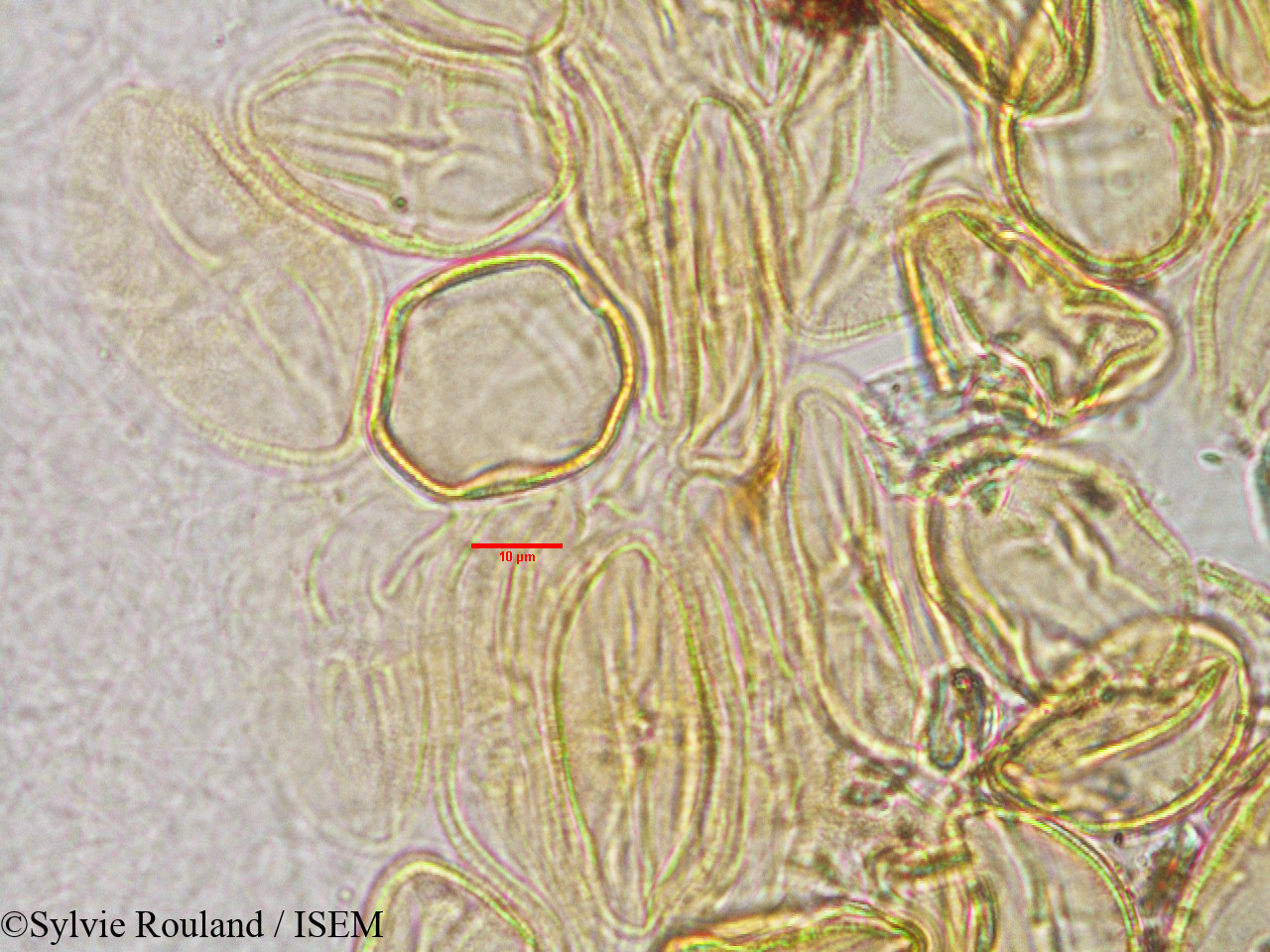 Sylvie.Rouland/Sparmannia_discolor_3170/Sparmannia_discolor_3170_0005(copy).jpg