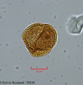 Sylvie.Rouland/Spathodea_campanulata_47323/Spathodea_campanulata_47323_0001(copy)_thumb.jpg