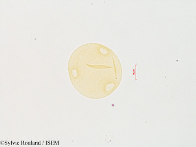 Sylvie.Rouland/Specularia_perfoliata_4874/Specularia_perfoliata_4874_0001(copy)_thumb.jpg