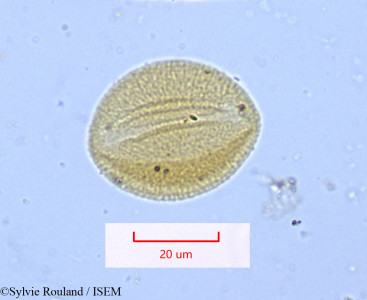 Sylvie.Rouland/Spergula_arvensis_1182/Spergula_arvensis_1182_0001(copy)_thumb.jpg