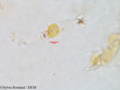 Sylvie.Rouland/Spermacoce_ocymoides_2880/Spermacoce_ocymoides_2880_0001(copy)_thumb.jpg