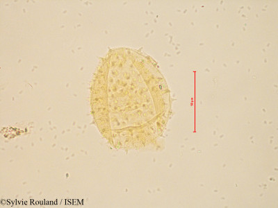Sylvie.Rouland/Sphaeralcea_rivularis_4864/Sphaeralcea_rivularis_4864_0001(copy)_thumb.jpg