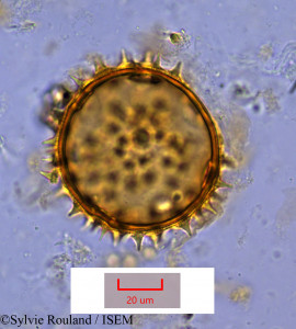 Sylvie.Rouland/Sphaeralcea_umbellata_1060/Sphaeralcea_umbellata_1060_0001(copy)_thumb.jpg