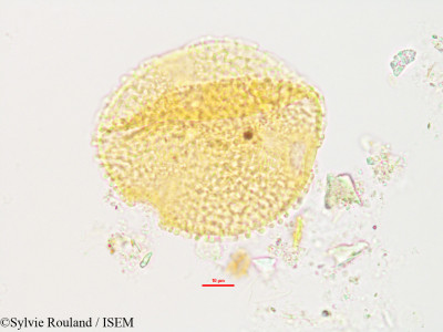 Sylvie.Rouland/Sphaerosicyos_sphaericus_2845/Sphaerosicyos_sphaericus_2845_0001(copy)_thumb.jpg