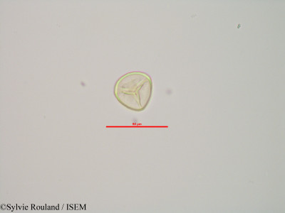 Sphagnum centrale - lame n° 90189