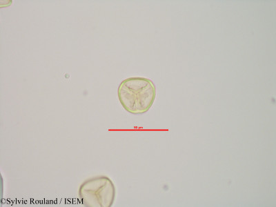 Sphagnum centrale - lame n° 90189