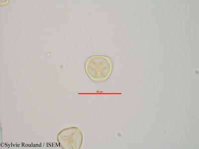 Sphagnum centrale - lame n° 90189