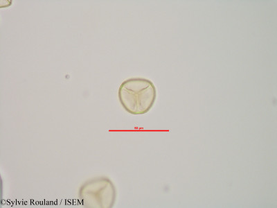 Sphagnum centrale - lame n° 90189