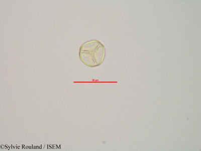 Sphagnum centrale - lame n° 90189