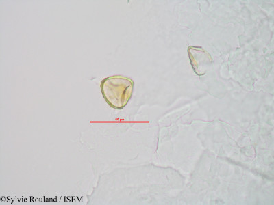 Sylvie.Rouland/Sphagnum_sp._90042/Sphagnum_sp._90042_0001(copy)_thumb.jpg
