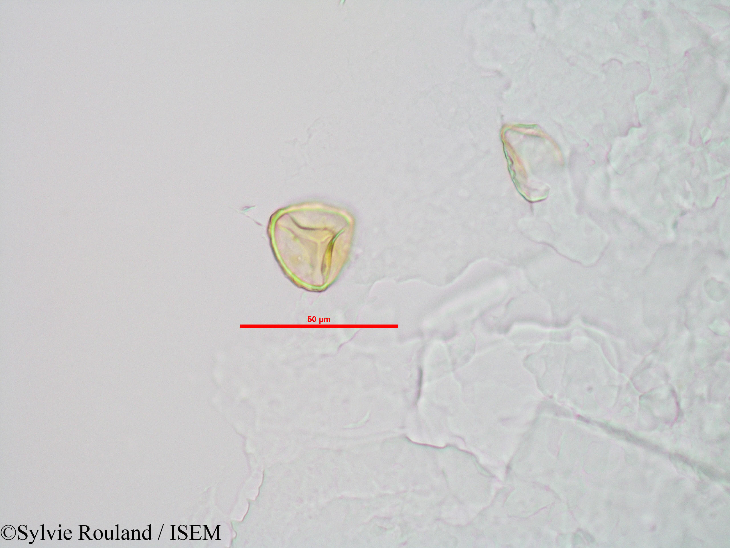 Sylvie.Rouland/Sphagnum_sp._90042/Sphagnum_sp._90042_0002(copy).jpg