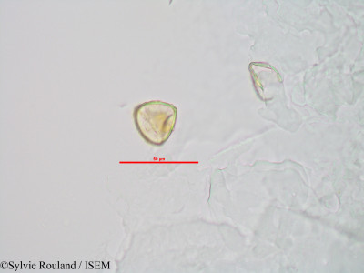 Sphagnum - lame n° 90042