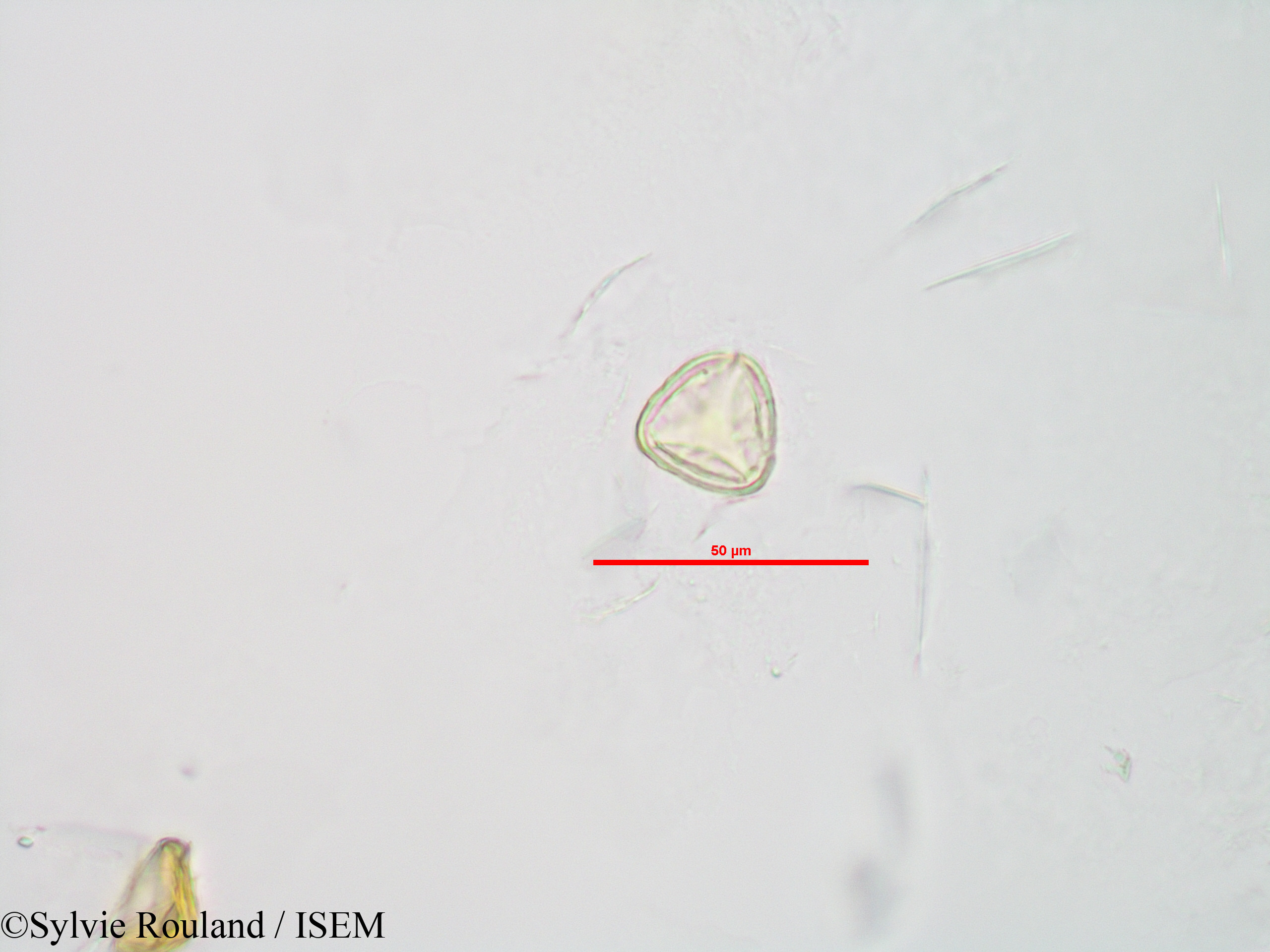 Sylvie.Rouland/Sphagnum_sp._90042/Sphagnum_sp._90042_0004(copy).jpg