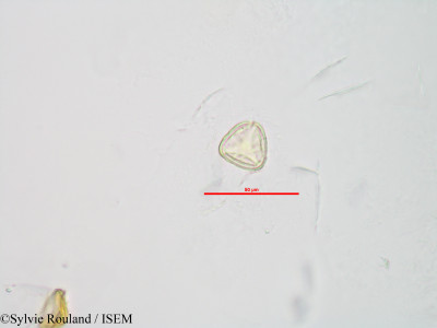 Sphagnum - lame n° 90042