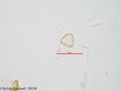 Sphagnum - lame n° 90042