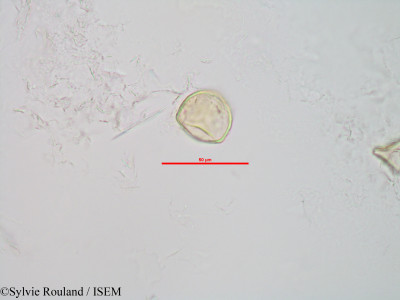 Sphagnum - lame n° 90042