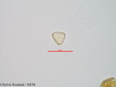 Sphagnum - lame n° 90042