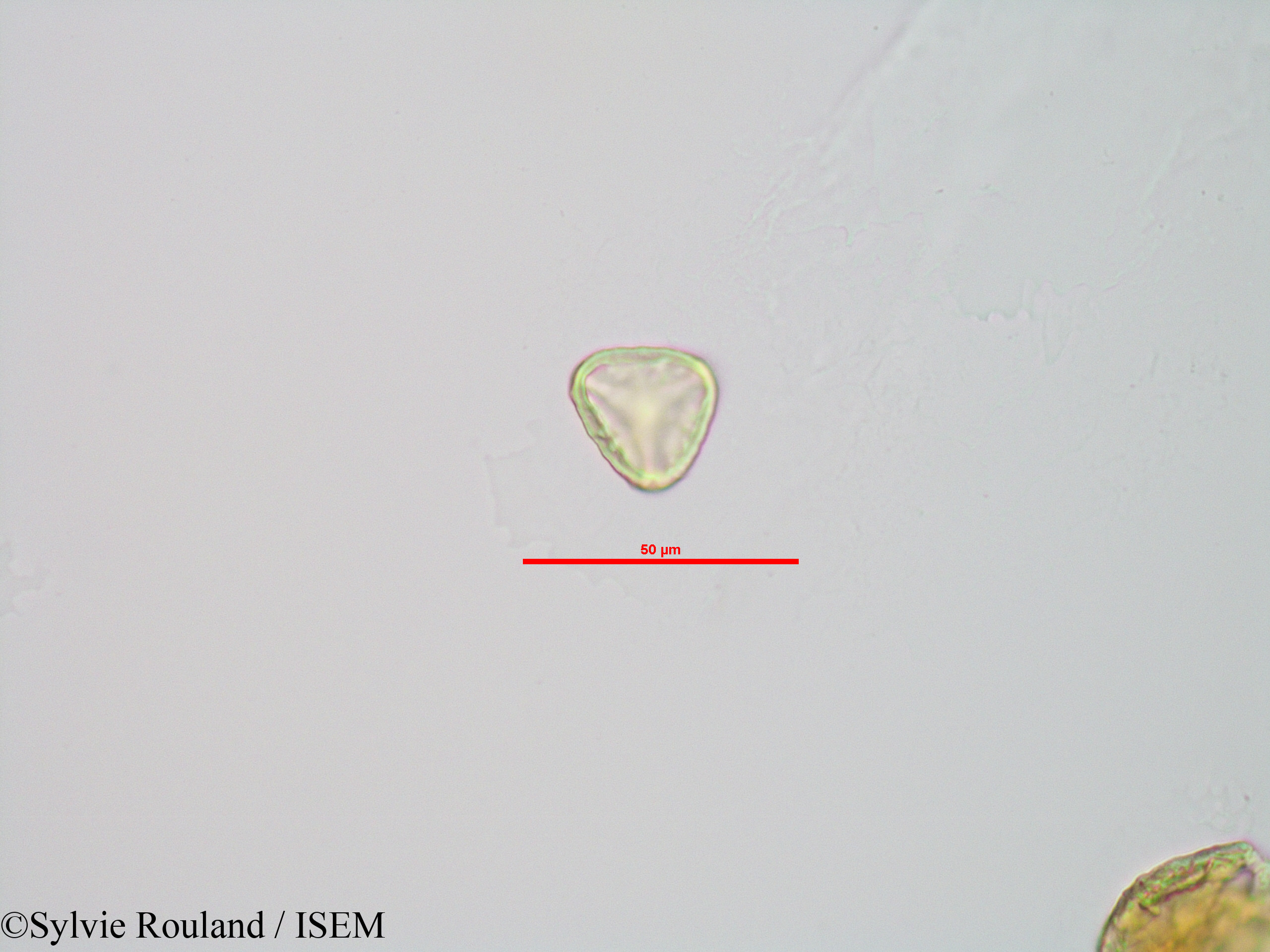 Sylvie.Rouland/Sphagnum_sp._90042/Sphagnum_sp._90042_0009(copy).jpg