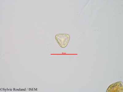 Sphagnum - lame n° 90042