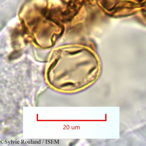Sylvie.Rouland/Sphenoclea_zeylanica_1344/Sphenoclea_zeylanica_1344_0001(copy)_thumb.jpg