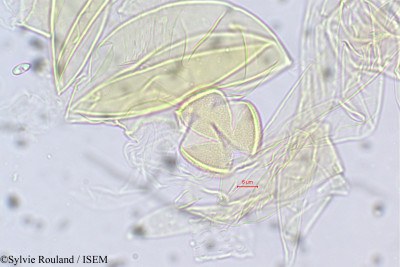 Sylvie.Rouland/Sphenodesme_unguiculata_5590/Sphenodesme_unguiculata_5590_0001(copy)_thumb.jpg