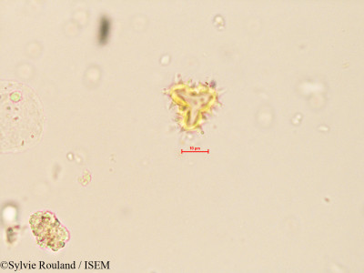 Sylvie.Rouland/Spilanthes_acmella_4096/Spilanthes_acmella_4096_0001(copy)_thumb.jpg