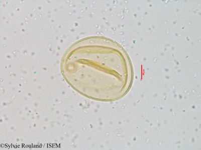 Spinifex littoreus - lame n° 3921