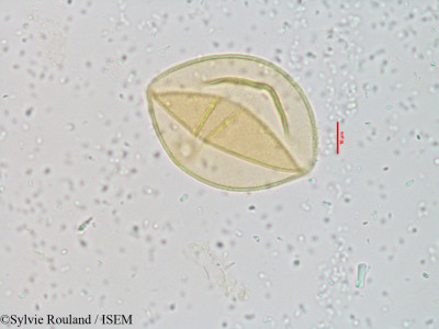 Spinifex littoreus - lame n° 3921