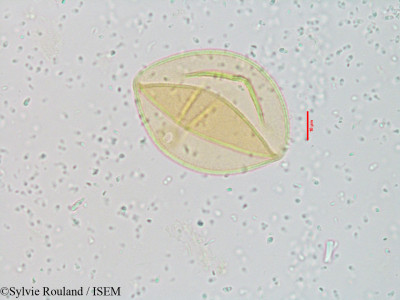 Spinifex littoreus - lame n° 3921