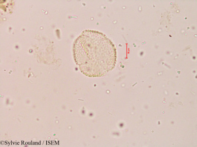 Sylvie.Rouland/Spiranthes_australis_3974/Spiranthes_australis_3974_0001(copy)_thumb.jpg