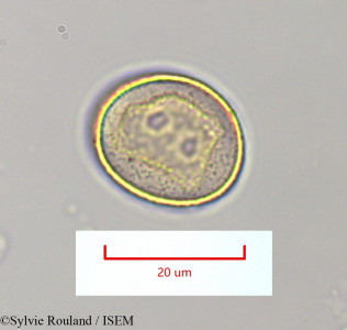 Sylvie.Rouland/Spirospermum_penduliflorum_1331/Spirospermum_penduliflorum_1331_0001(copy)_thumb.jpg