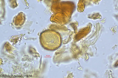 Spondias pinnata - lame n° 391
