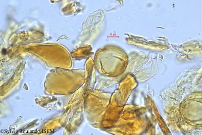 Spondias pinnata - lame n° 391