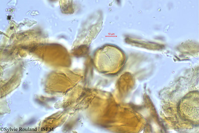 Spondias pinnata - lame n° 391