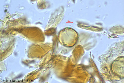 Spondias pinnata - lame n° 391