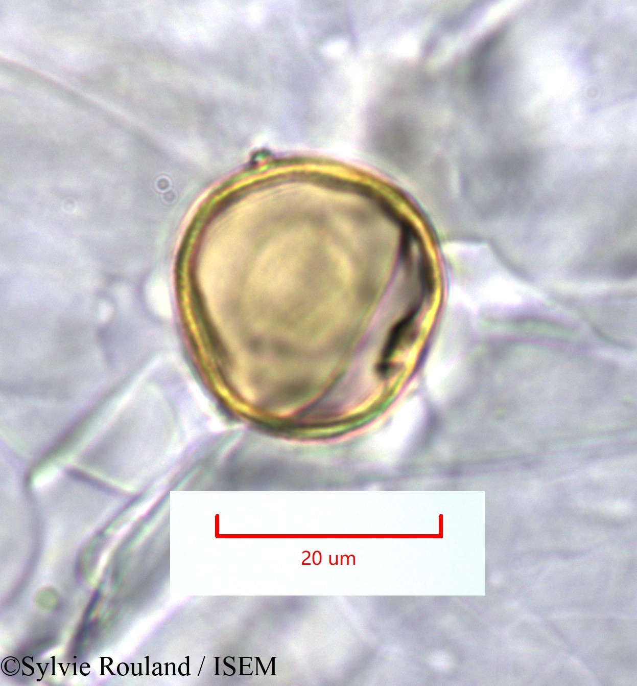 Sylvie.Rouland/Sporobolus_pyramidalis_1318/Sporobolus_pyramidalis_1318_0001(copy).jpg