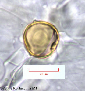 Sylvie.Rouland/Sporobolus_pyramidalis_1318/Sporobolus_pyramidalis_1318_0001(copy)_thumb.jpg