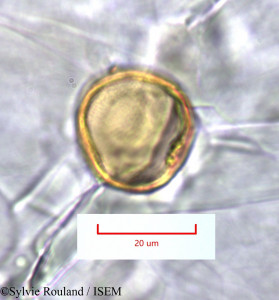 Sporobolus pyramidalis - lame n° 1318